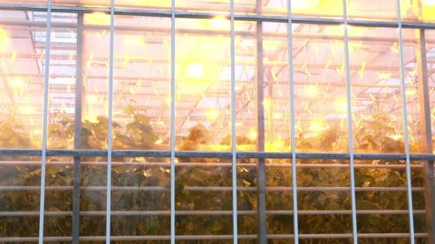 Exploring the vibrant life inside a greenhouse at sunset hours Vidéo 301889299