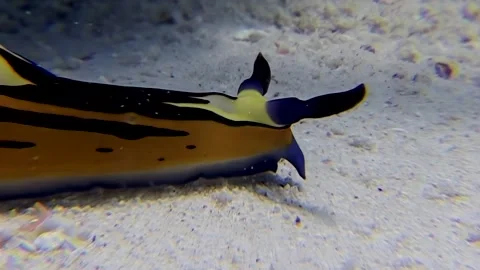 Exploring vibrant life of nudibranch on sandy bottom in captivating Red Sea Stock Footage 310304152