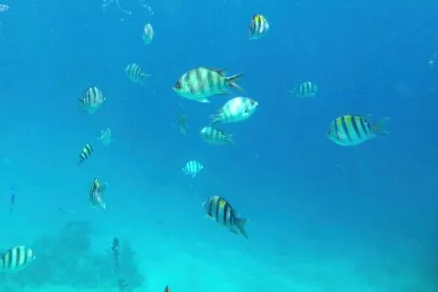 Exploring Vibrant Marine Life in the Coral Reefs of Hurghada, Egypt on a Su.. Stock Photos