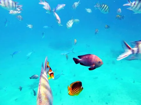 Exploring Vibrant Marine Life in the Coral Reef of the Red Sea in Hurghada,.. Stock Photos
