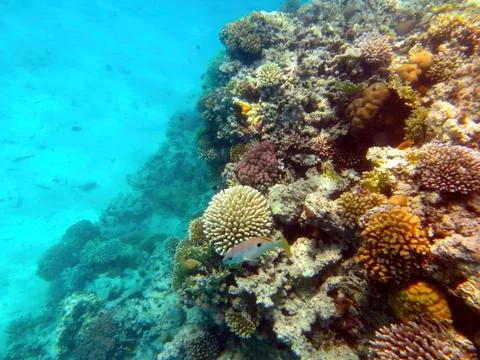 Exploring Vibrant Marine Life in Coral Reef of the Red Sea, Hurghada During.. Stock Photos