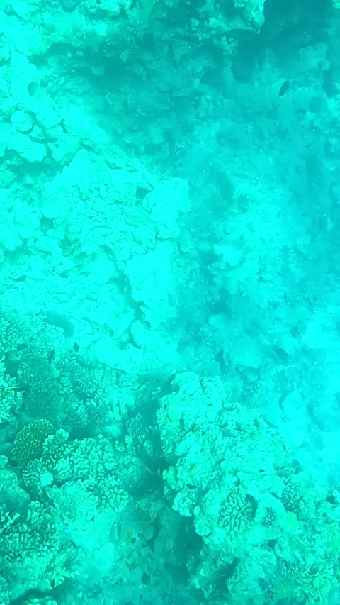 Exploring Vibrant Marine Life: A Deep Dive into the Colorful World of Coral Stock Footage 331277799