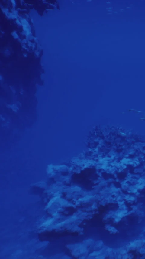 Exploring vibrant marine life in deep blue ocean waters near coral reefs Stock Footage 331841328