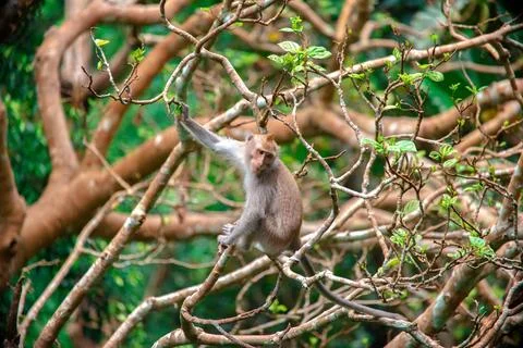 Exploring the vibrant monkey forest in Bali with playful monkeys in their Stock Photos