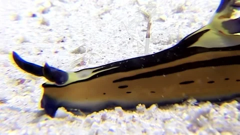 Exploring vibrant nudibranch on sandy bottom in stunning Red Sea Stock Footage 299421451