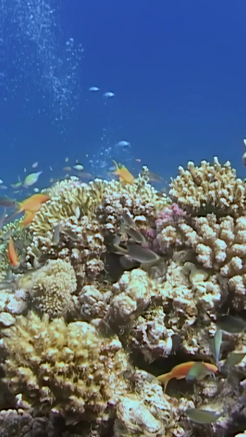 Exploring vibrant reef life in the depths of the red sea Vídeo Stock 314298976