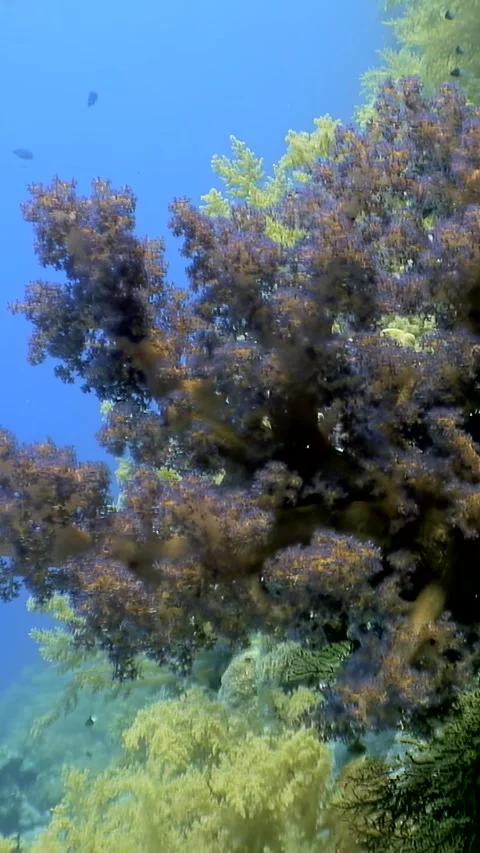 Exploring vibrant soft corals and colorful fish of the Red Sea Video stock 309190598