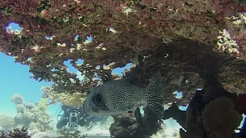 Exploring vibrant underwater world with black white spotted puffer fish in Red Stock Footage 309662772