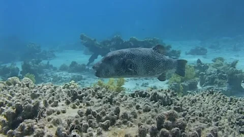Exploring vibrant underwater world of black white spotted puffer fish in Red Sea Video stock 320385080