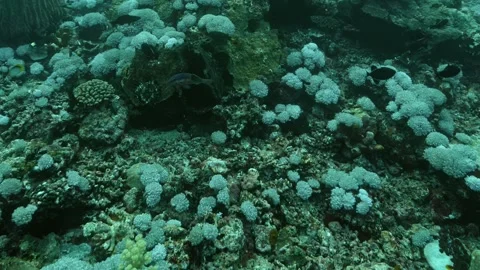 Exploring the Vibrant Underwater World of Coral Reefs in Clear Waters Stock-Footage 344608335