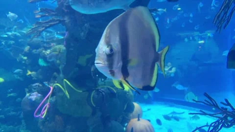 Exploring a vibrant underwater world filled with colorful fish and ancient .. Stock Footage 296497288