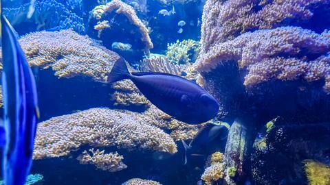 Exploring the vibrant underwater world filled with coral and colorful fish Stock Photos