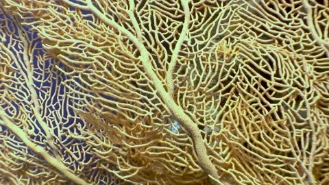 Exploring the vibrant underwater world of Gorgonaria fire corals in the Red Sea Video stock 299749261