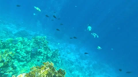 Exploring the Vibrant Underwater World: A Journey Through Coral Reefs and Marine Stock Footage 330187060