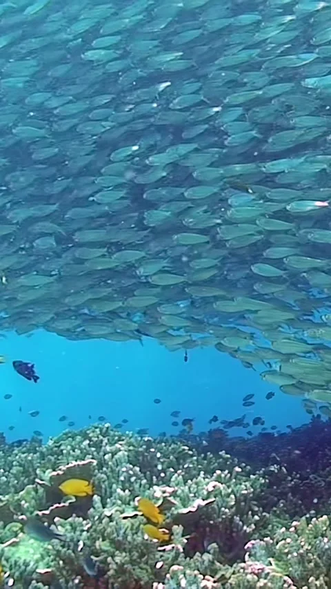 Exploring the vibrant underwater world of sardines in the Philippines Video stock 320385798