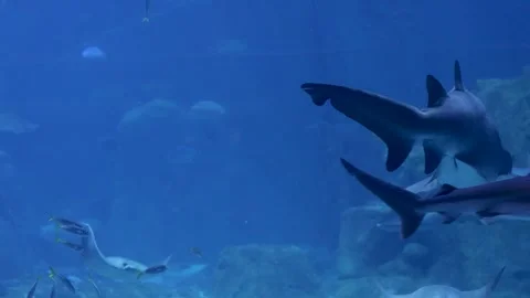 Exploring the vibrant underwater world with sharks and tropical fish Stock Footage 310557149