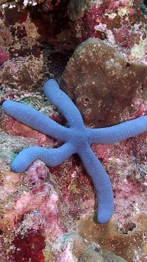 Exploring the vibrant underwater world of starfish in coral reefs Stock Footage 299420223