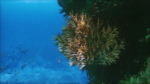 Exploring the vibrant underwater world teeming with colorful coral and fish Stock Illustration