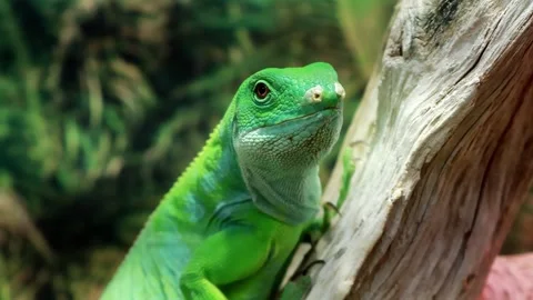 Exploring the vibrant world of a captivating green lizard in its habitat Vídeos de archivo 295310848