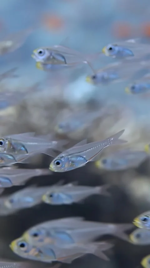 Exploring the vibrant world of glass fish gracefully swimming in the Red Sea Video stock 299549670