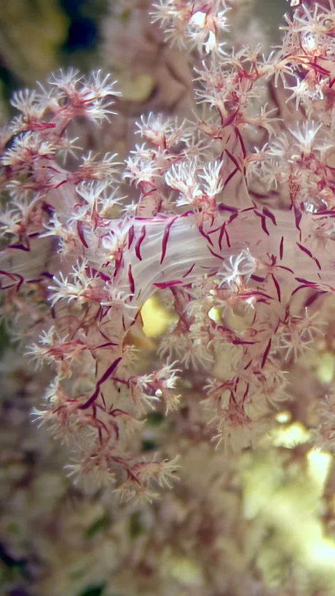 Exploring the vibrant world of red tree soft corals in the Red Sea Video stock 319538013