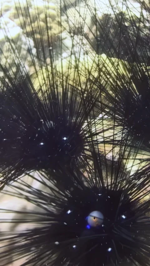 Exploring the vibrant world of sea urchins on a coral reef beneath the waves Stock Footage 312489235