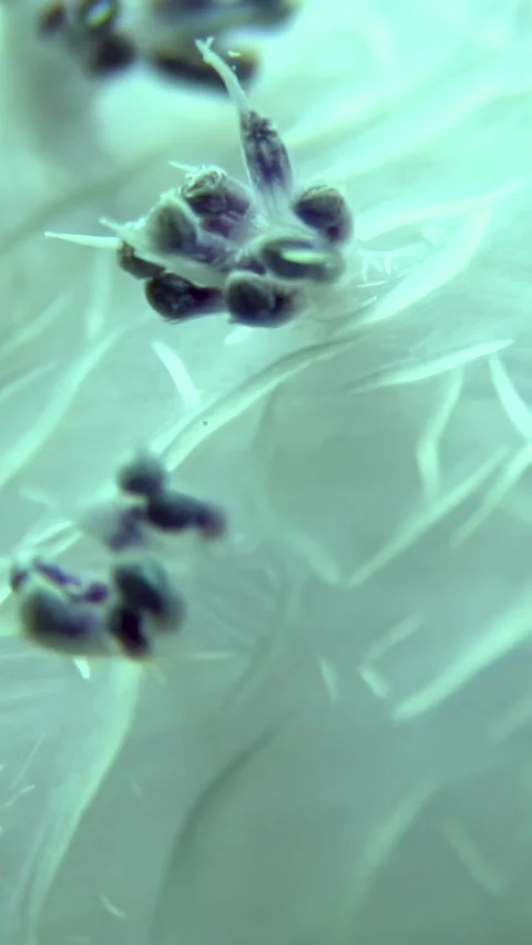 Exploring the vibrant world of tree soft corals in the Red Sea Stock Footage 319537743