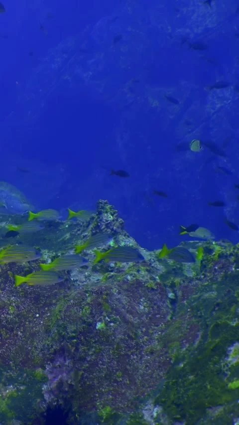 Exploring the Vivid Reefs of Costa Rica's Aquatic Realm Vídeo Stock 327097733