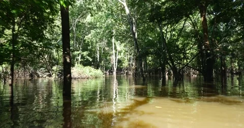Exploring the wetlands in Amazon, Brazil Stock Footage 54604417