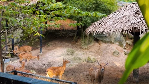 Exploring Wildlife: Spotted Deer Roaming Near Feeding Area. Witness natural Stock Footage 247907611