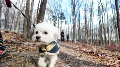 Exploring the Winter Forest Trails With a Small Dog in Berkeley Springs Stock Footage 296061985