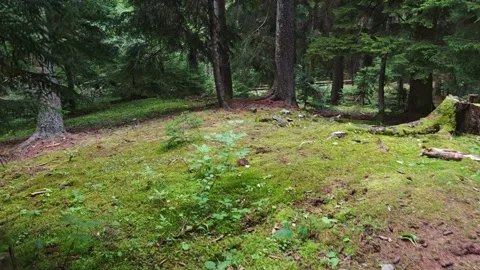 Exploring wolf pits in the forest of the Vosges mountains Vidéo 315360689