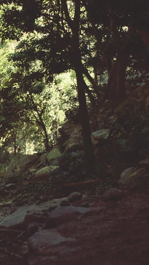 Exploring a wooded area with trees and rocks in natural light during the day Stock Footage 331679296