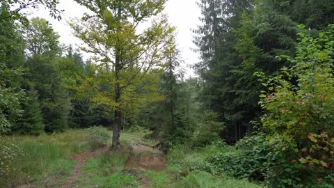 Exploring a wooded path with tall trees and green plants in a forest Stock Footage 329033368