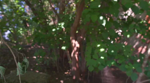 Exploring the woods and little stream Stock Footage 67624734