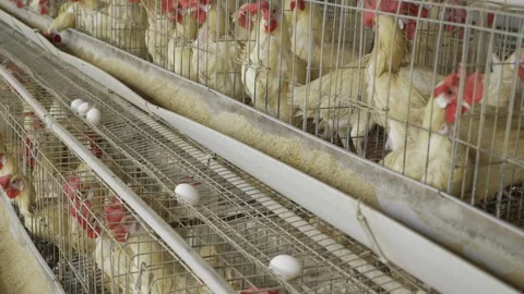 Exploring the World of Egg Production in India Stock Footage 324037566