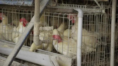 Exploring the World of Egg Production - A Journey Through the Farming Process Stock Footage 324034510
