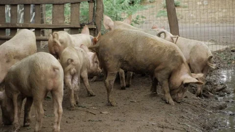 Exploring the World of Pigs - From Farm to Table Stock Footage 316922569