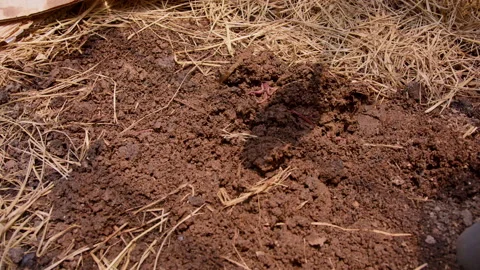 Exploring a worm farm with soil preparation using a shovel to enrich the ground Stock Footage 301573736