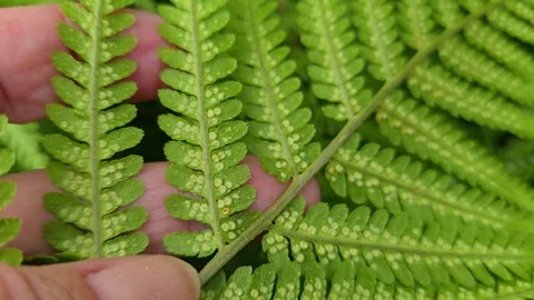 Exploring young sori on the underside of a fern leaf Stock Footage 346181678