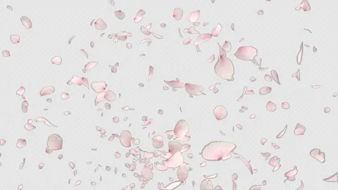 Explosion Of Cherry Blossom Stock Footage 148822509