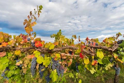 Explosion of colors in the vineyard Foto stock