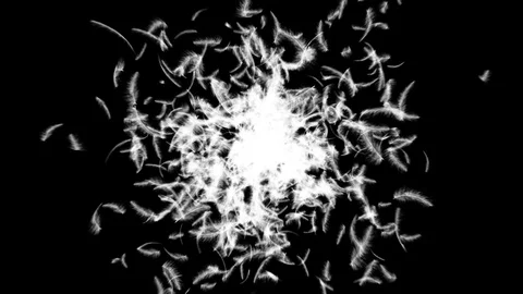 Explosion of feathers Stock Footage 90640775