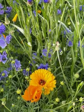 Explosion of flowers in a spring meadow Stock Photos