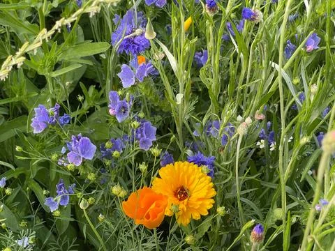 Explosion of flowers in a spring meadow Stock Photos