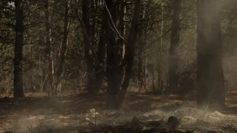 Explosion in the forest 3 Stock Footage 323024950