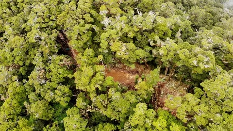Explosion in forest Stock Footage 100802826