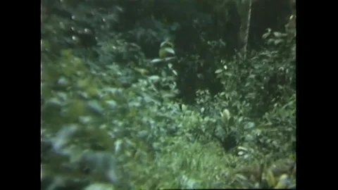 Explosion in jungle as mine is detonated - 1967 Stock Footage 91261218