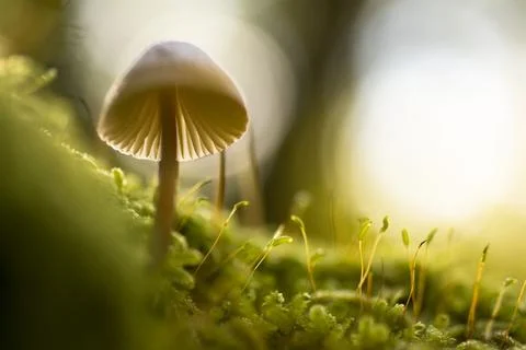 An explosion of life. Stock Photos