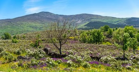 Explosion of multi-coloured flowers in an idyllic mountain landscape in spring Stock-Fotos